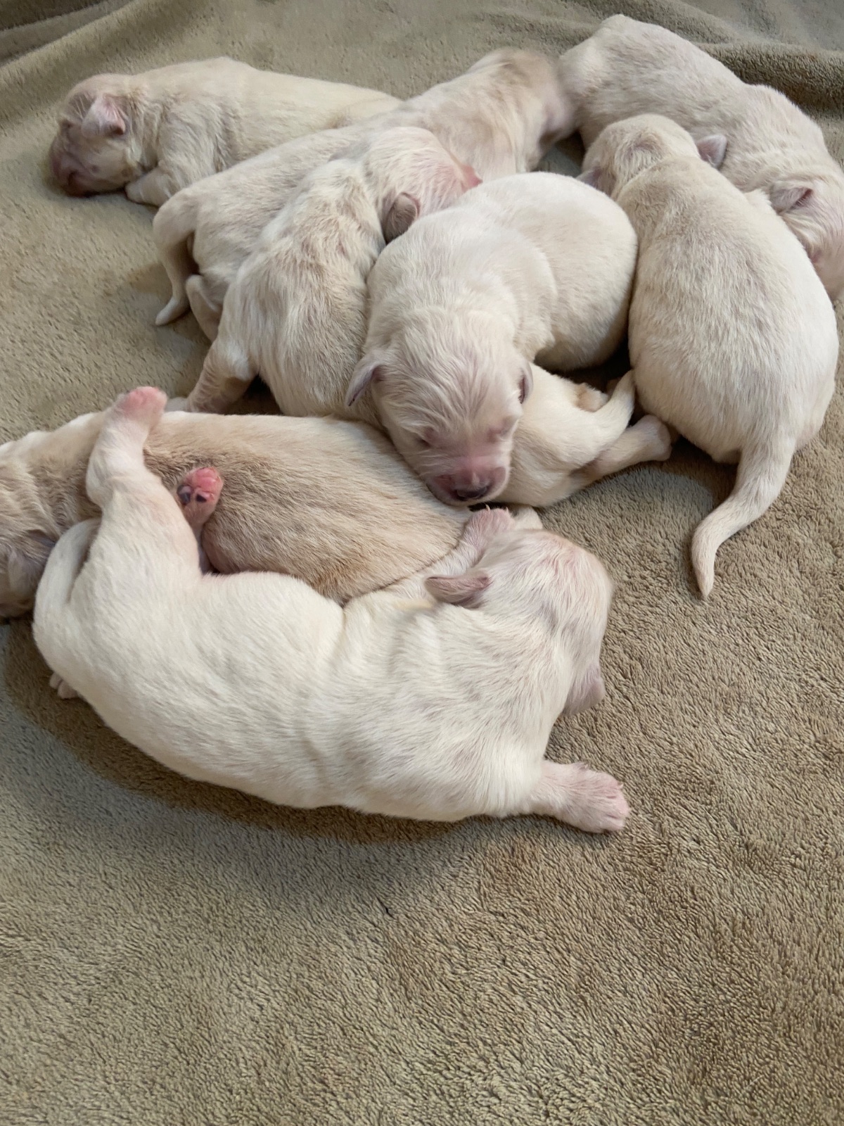 Golden Retriever · 03 – 05 – 2026