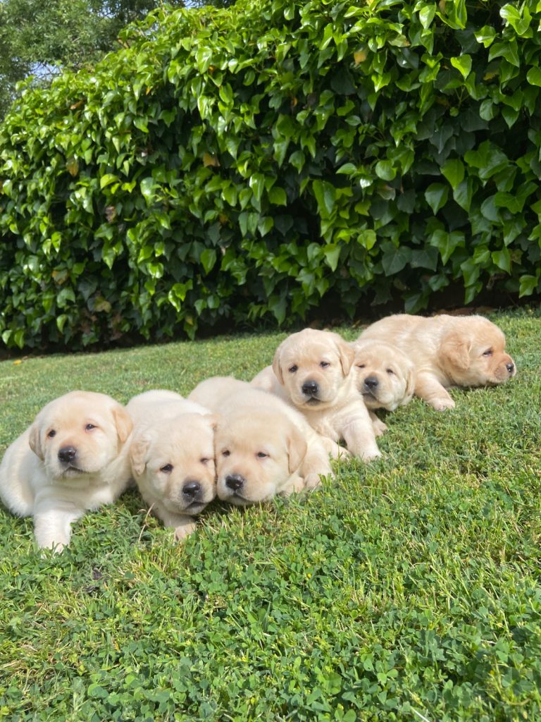Labrador Retriever · 11 – 04 – 2026