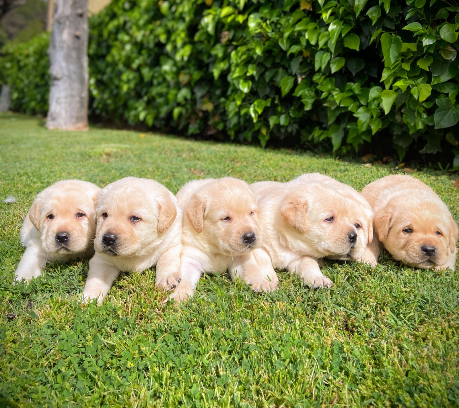 Labrador Retriever · 11 – 04 – 2026