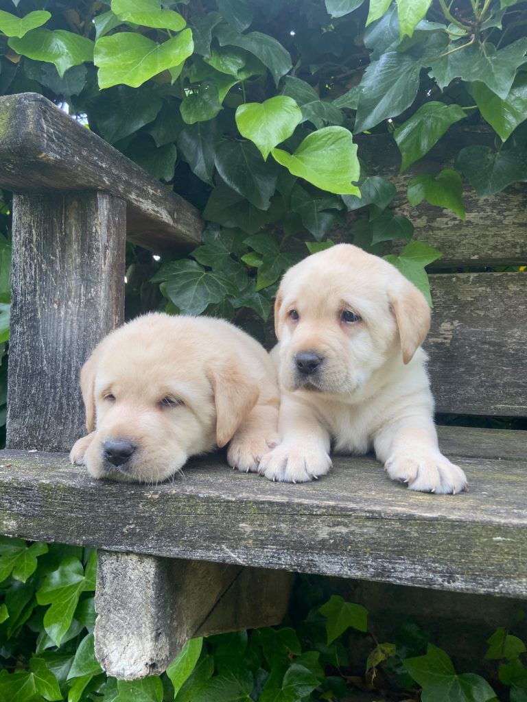 Labrador Retriever · 11 – 04 – 2026