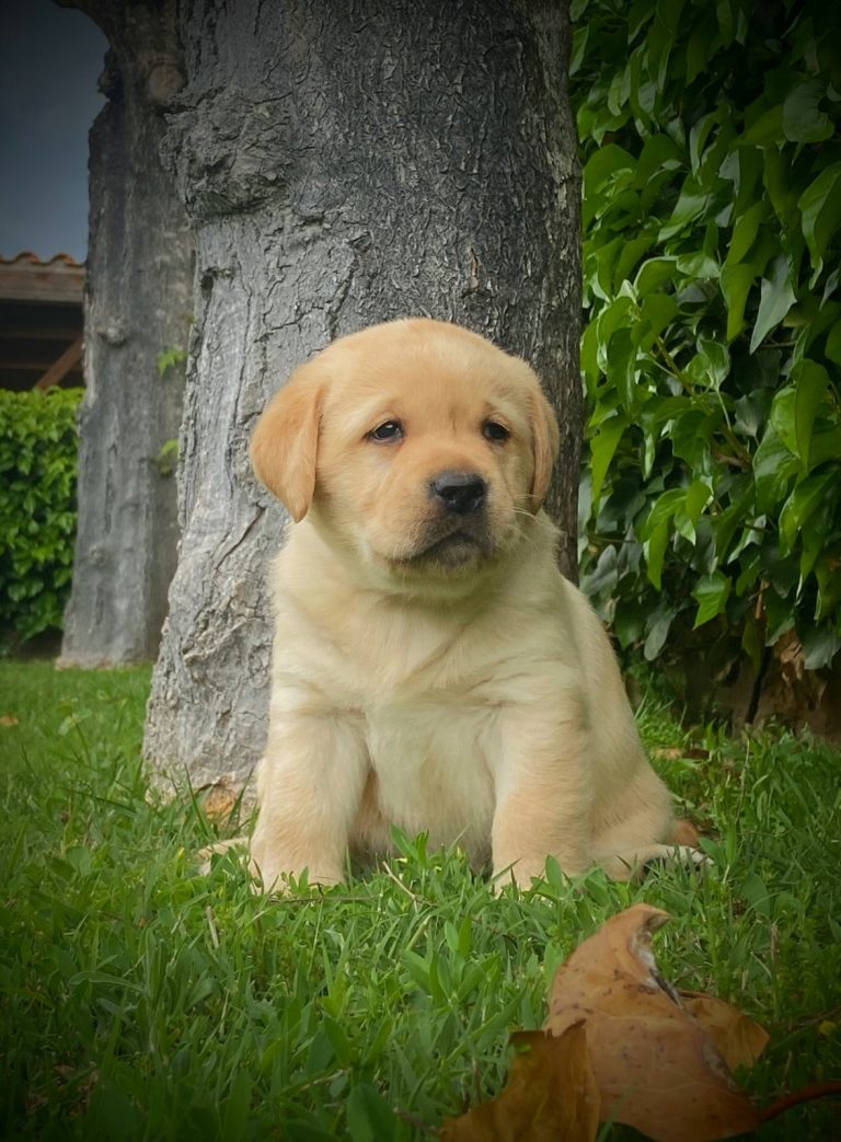 Labrador Retriever · 11 – 04 – 2026