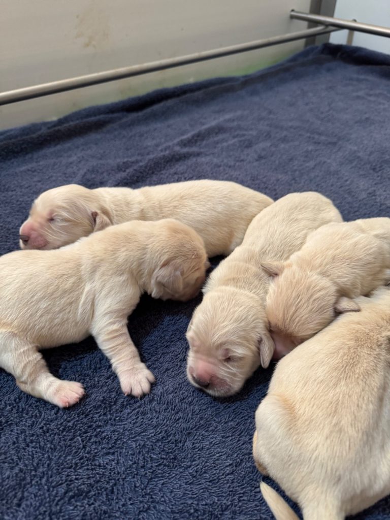 Golden Retriever · 12 – 06 – 2026
