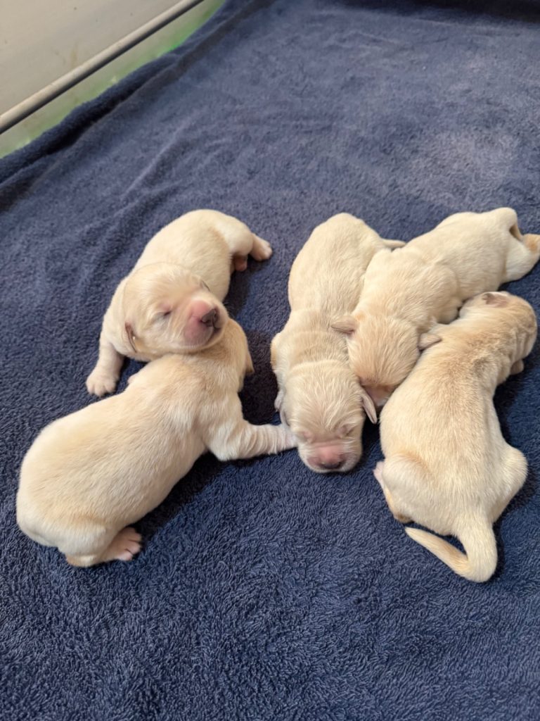 Golden Retriever · 12 – 06 – 2026