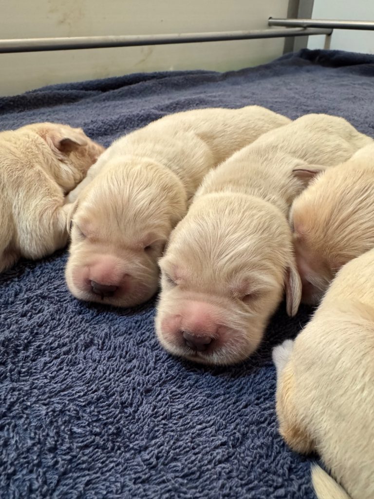 Golden Retriever · 12 – 06 – 2026