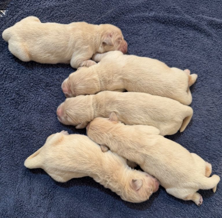 Golden Retriever · 12 – 06 – 2026