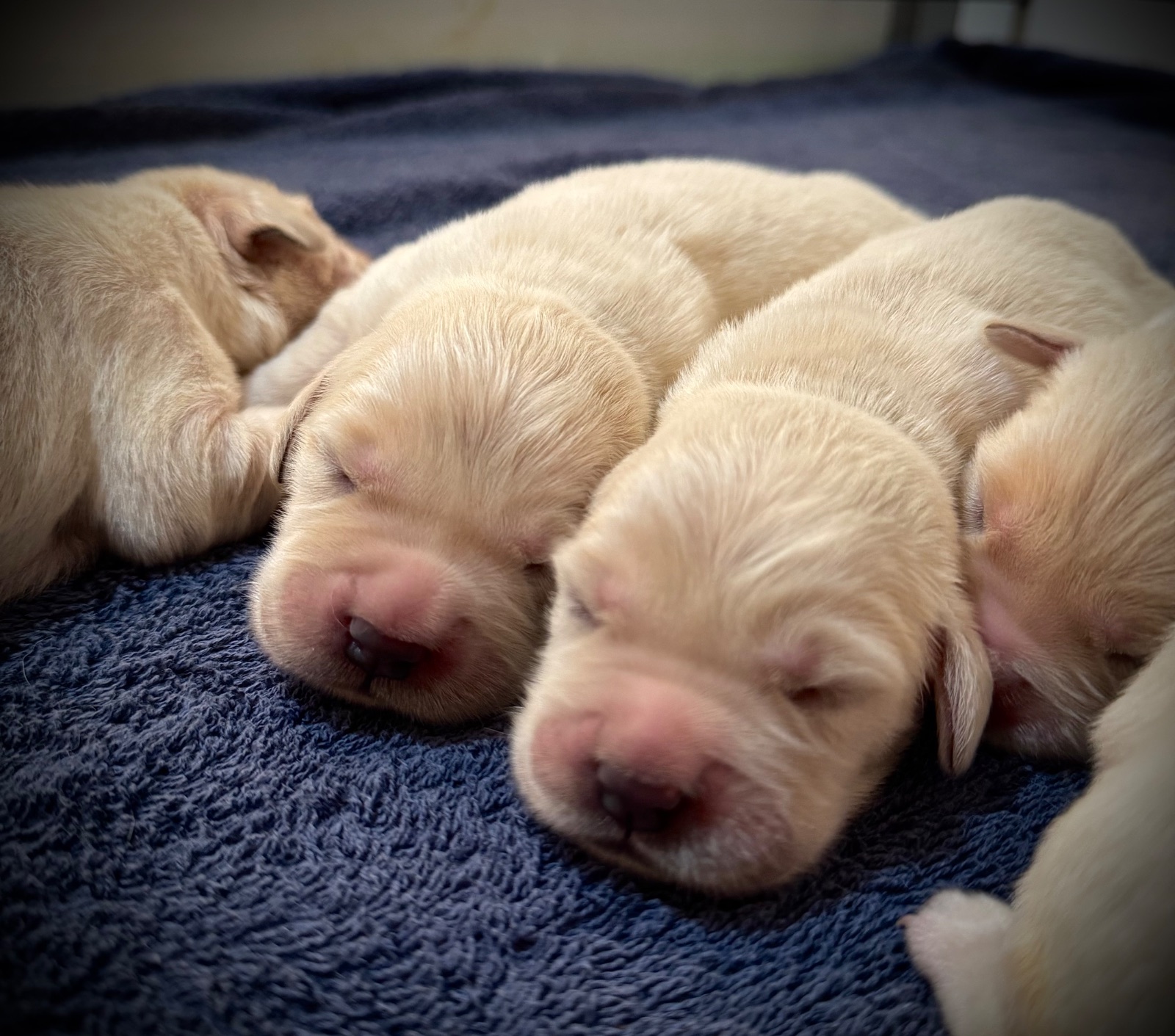 Golden Retriever · 12 – 06 – 2026