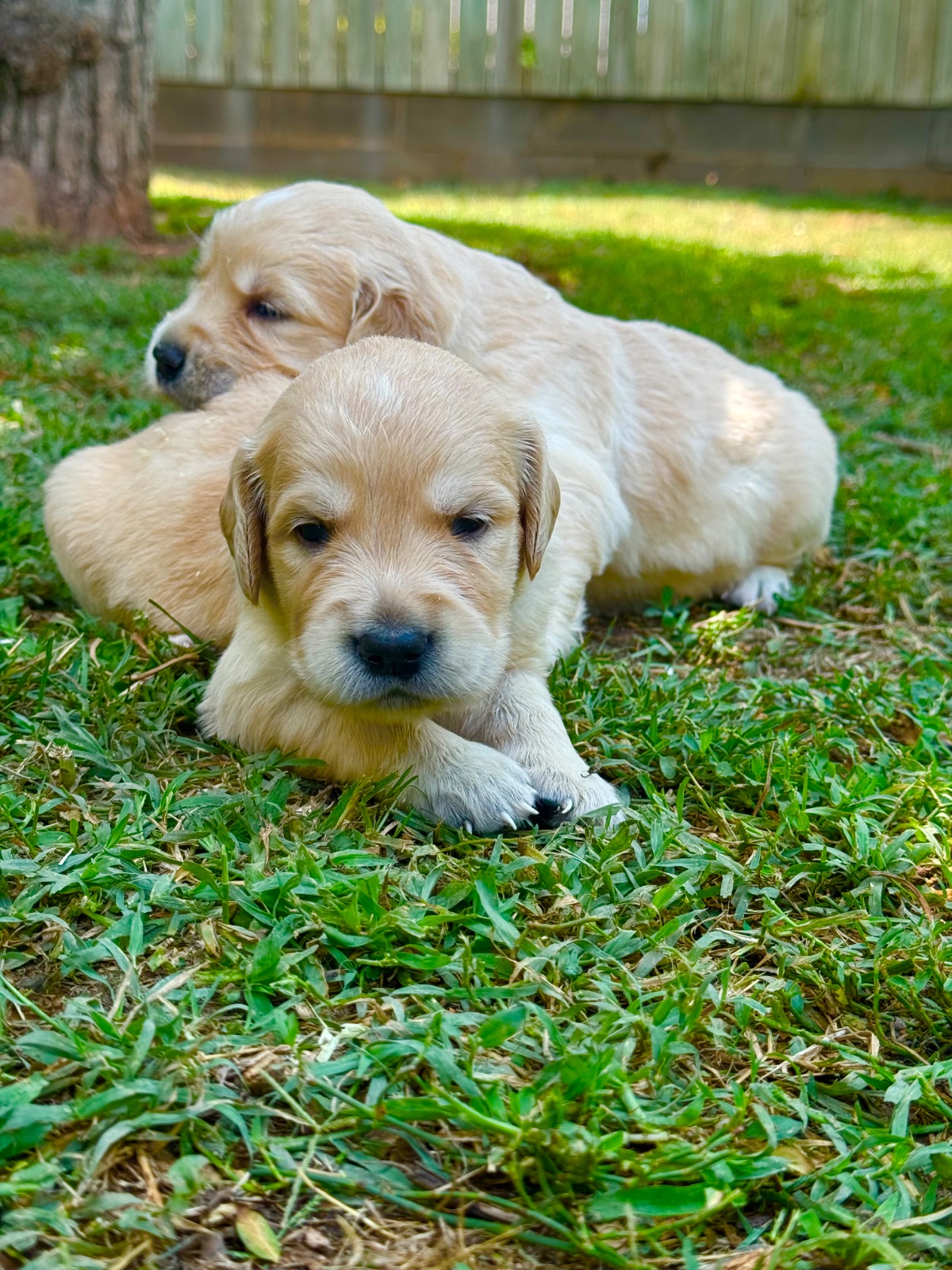 Golden Retriever · 25 – 06 – 2026