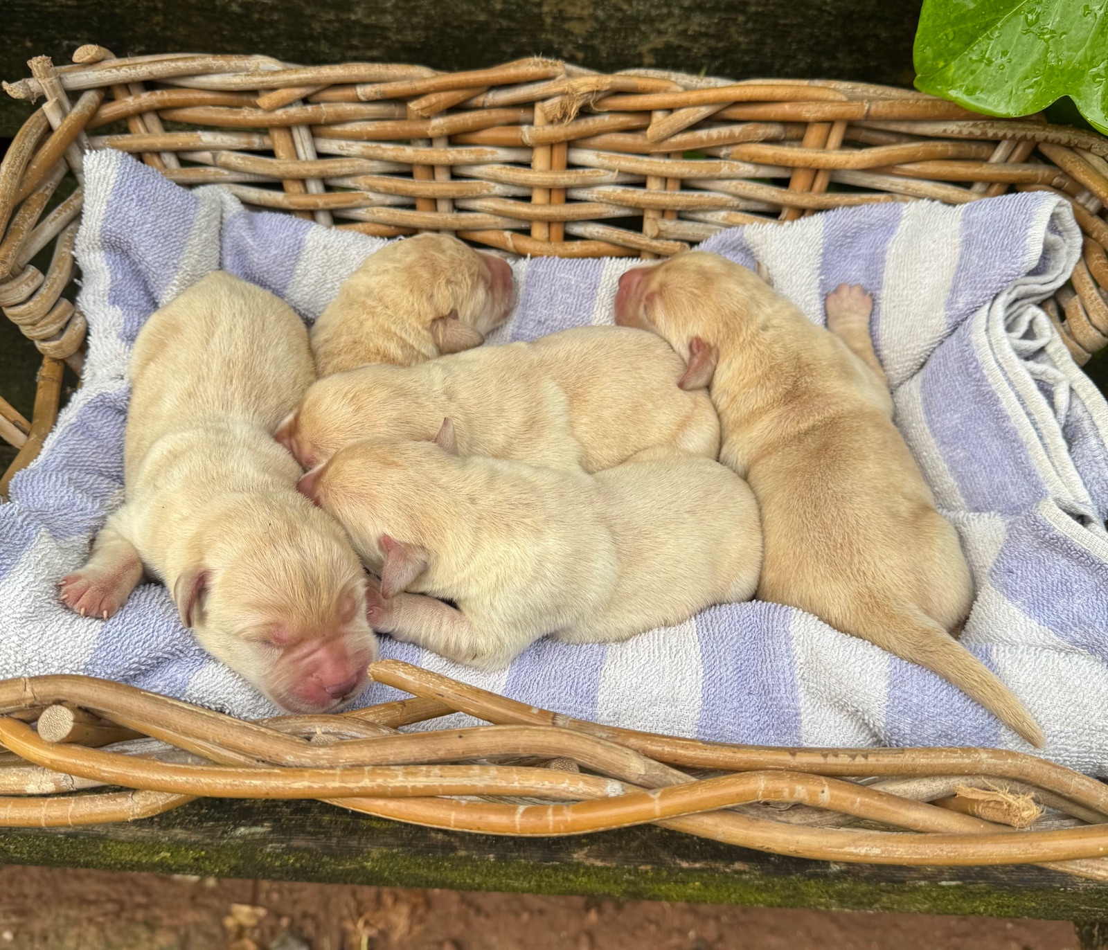 Labrador Retriever · 12 – 07 – 2026