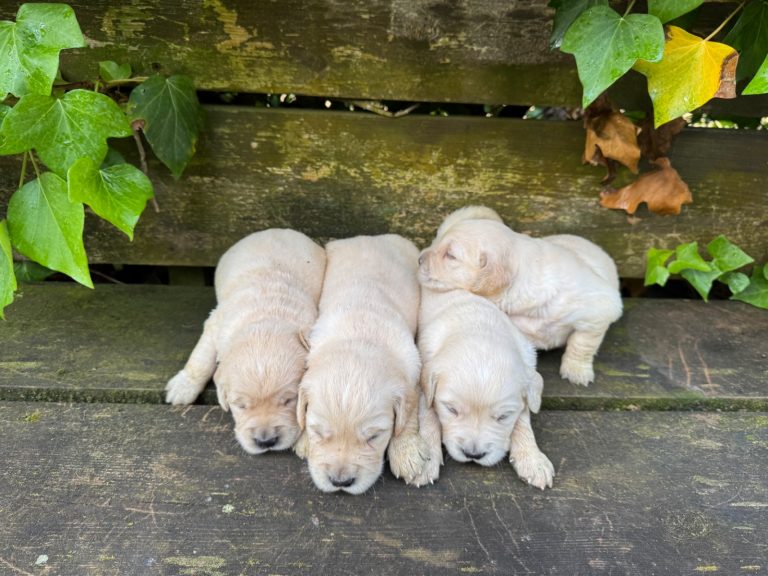 Golden Retriever · 01 – 07 – 2026