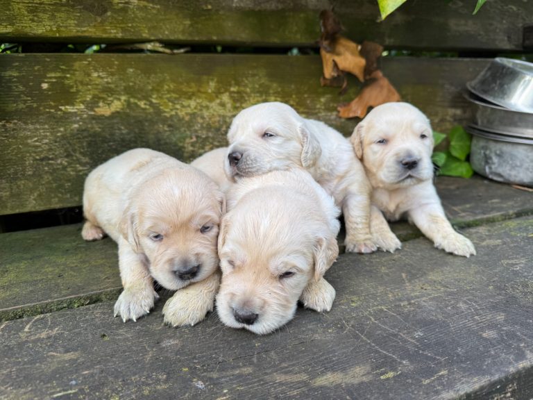 Golden Retriever · 01 – 07 – 2026