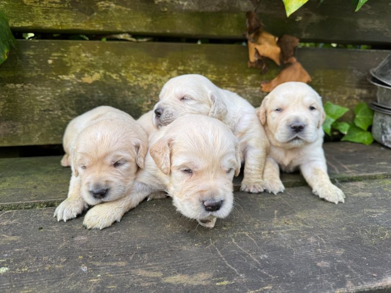 Golden Retriever · 01 – 07 – 2026