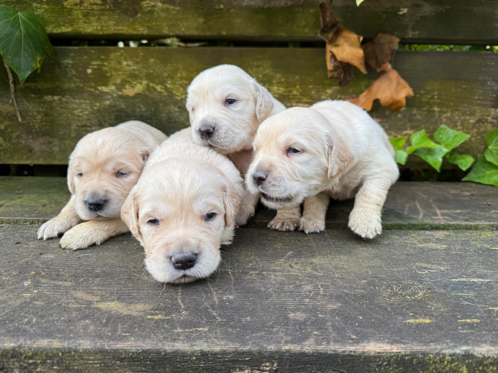 Golden Retriever · 01 – 07 – 2026