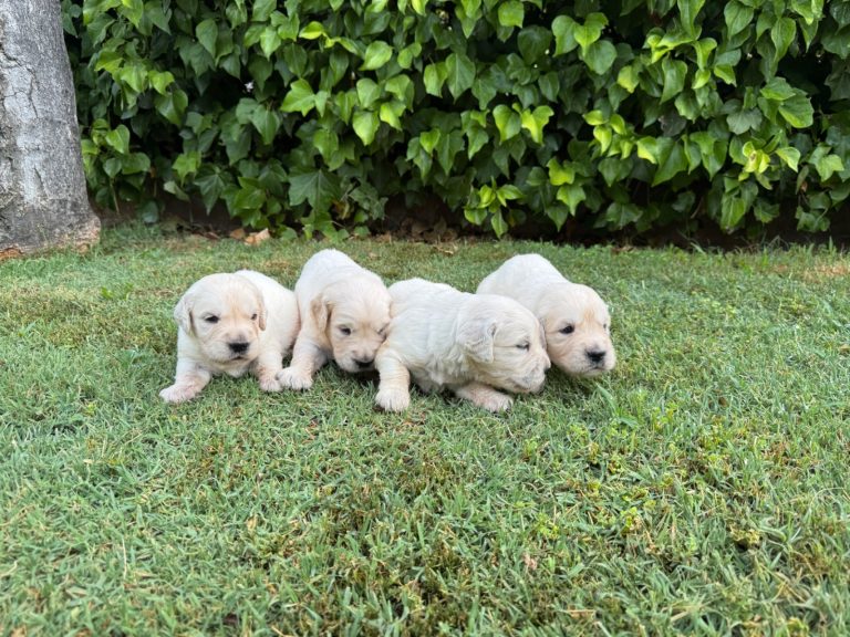 Golden Retriever · 25 – 06 – 2026