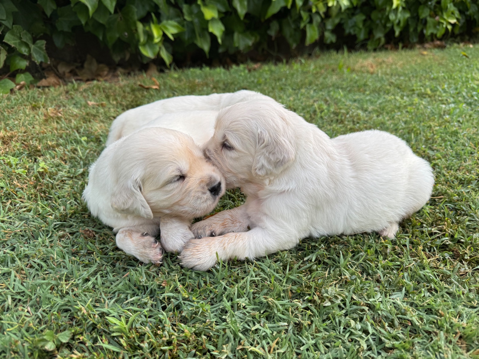 Golden Retriever · 25 – 06 – 2026