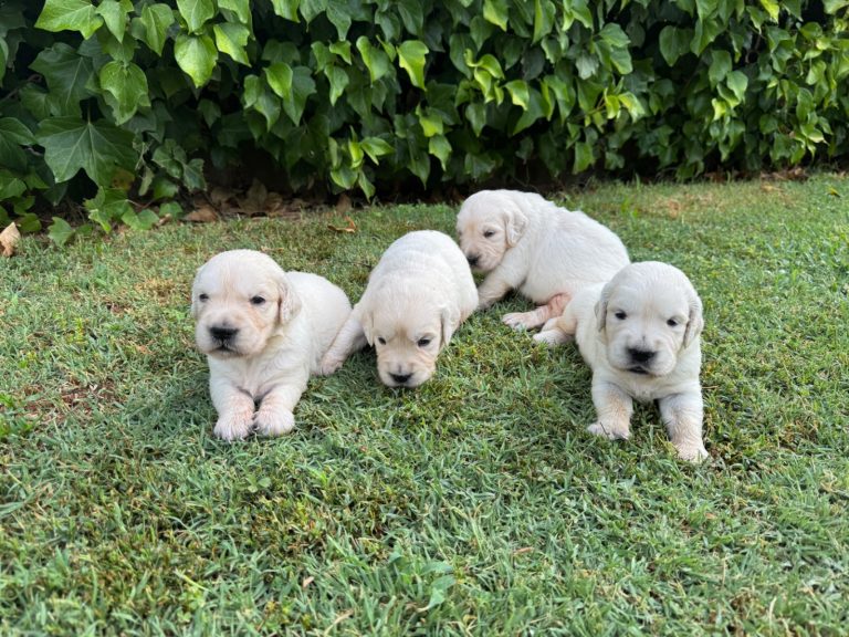 Golden Retriever · 25 – 06 – 2026